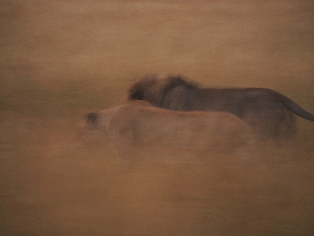 Lions @ Maasai Mara