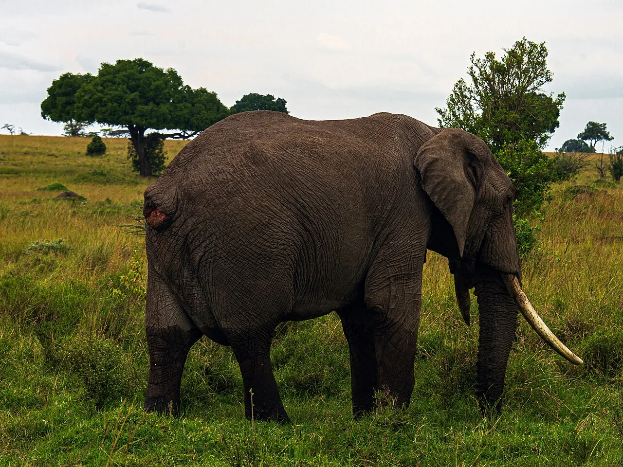Wildlife and game drives near Mara Plains Camp in Maasai Mara