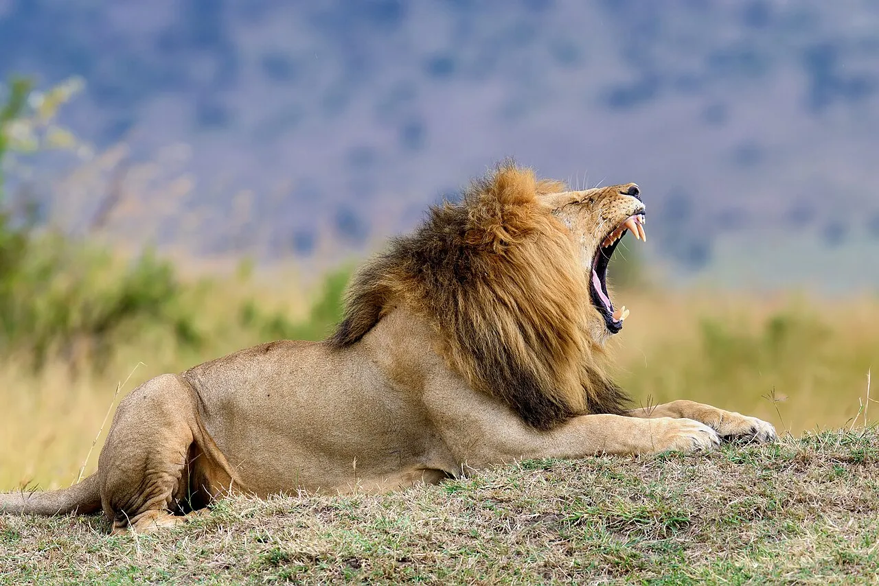 Male lion in Masai Mara National Park, Kenya.