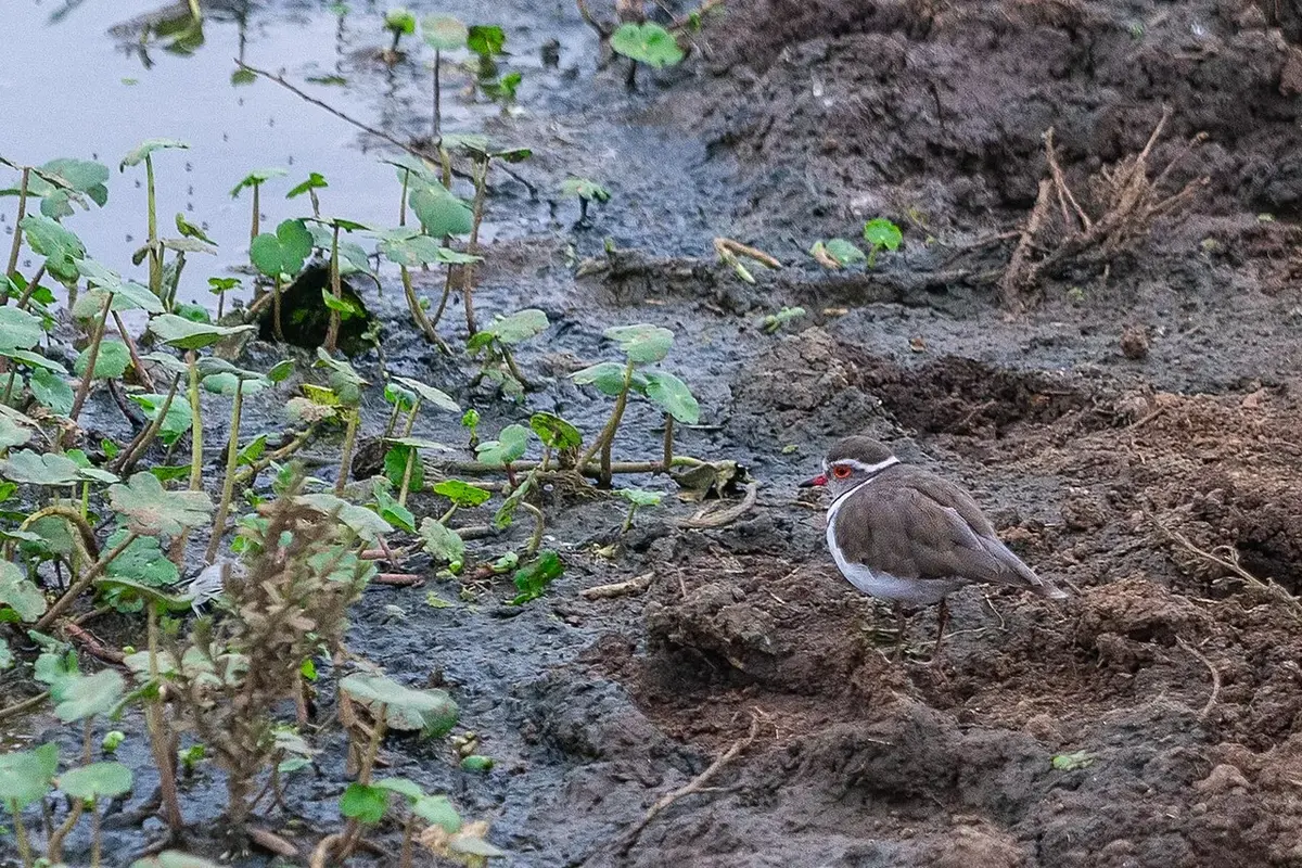 Officially opened in 1946, Nairobi National Park was the first national park established in Kenya. Maasai pastoralists were removed from their lands when the park was created.The park has a large and diverse wildlife population. (Wikipedia) African Three-banded plover (Charadrius tricollaris)
