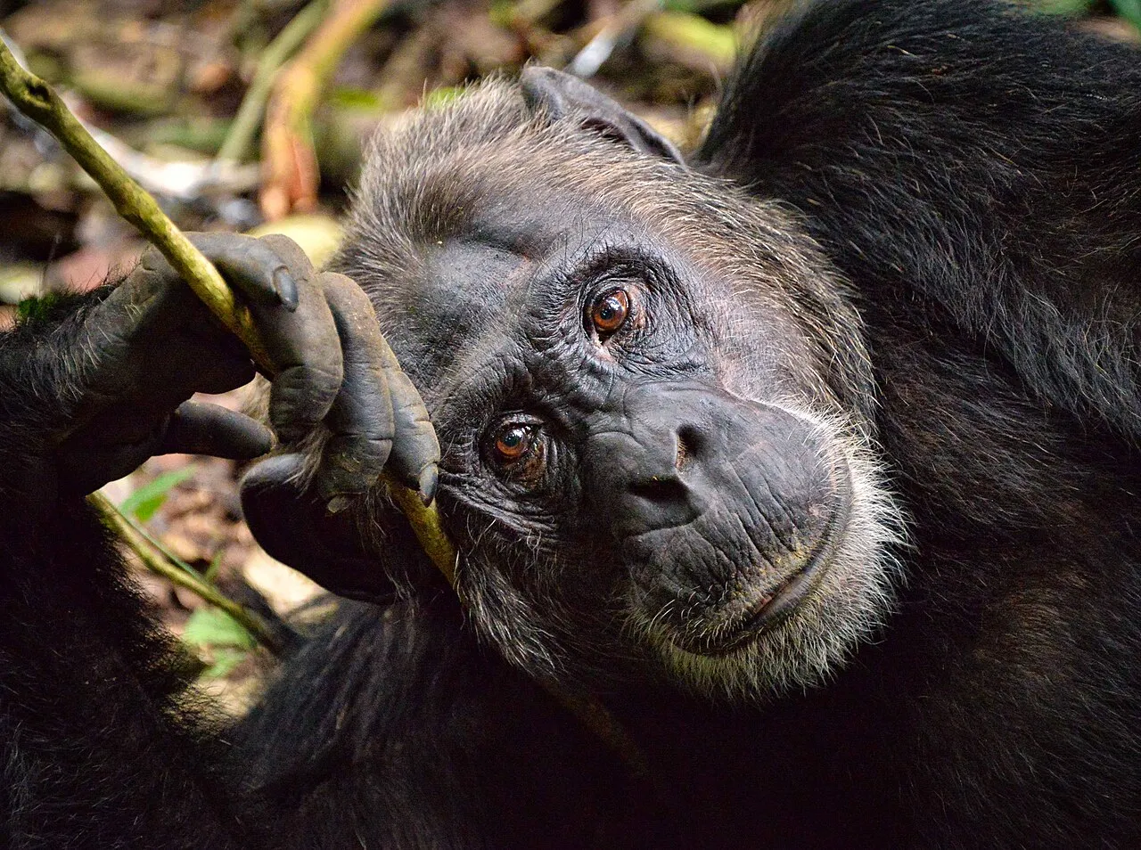 Uganda Natural World