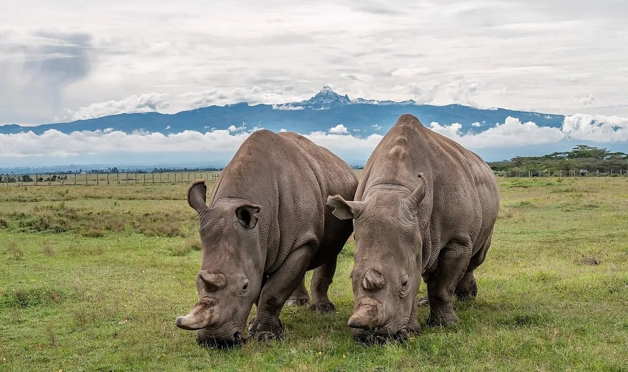 Getting there and how long to stay: Ol pejeta safari cottages kenya safari holiday najin fatu