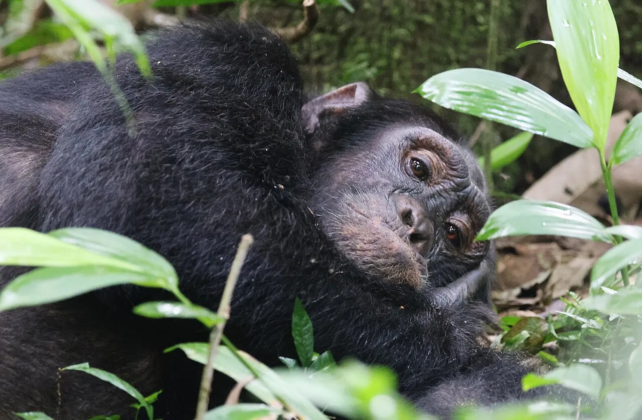 Chimpanzee, Uganda