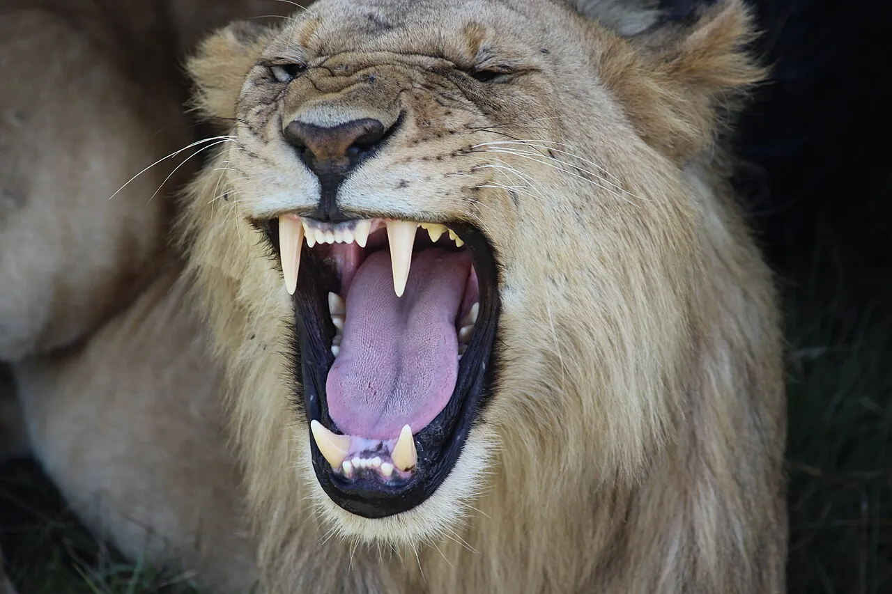 The photo was taken in the searing heat of the Mara, of a male lion spreading its fearsome jaws wide.