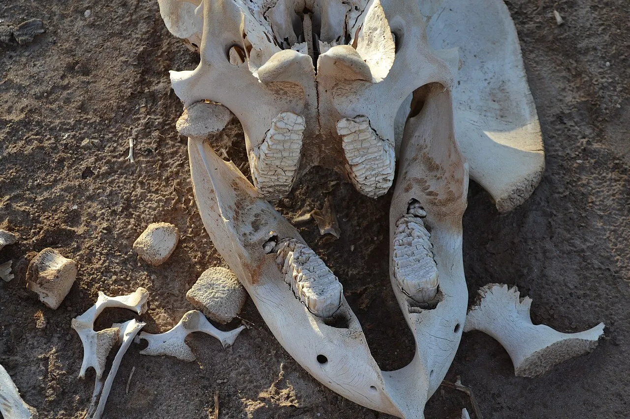 Wildlife and game drives near Ashnil Aruba Lodge in Tsavo East