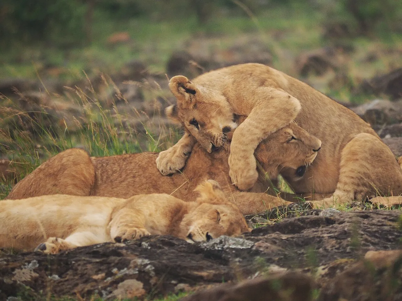 Lions @ Maasai Mara