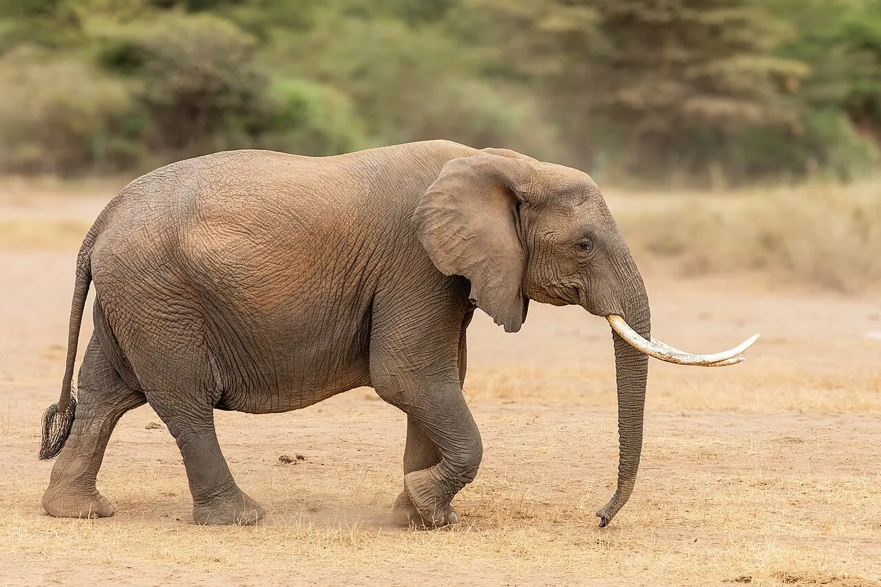 Wildlife and game drives near Tortilis Camp in Amboseli