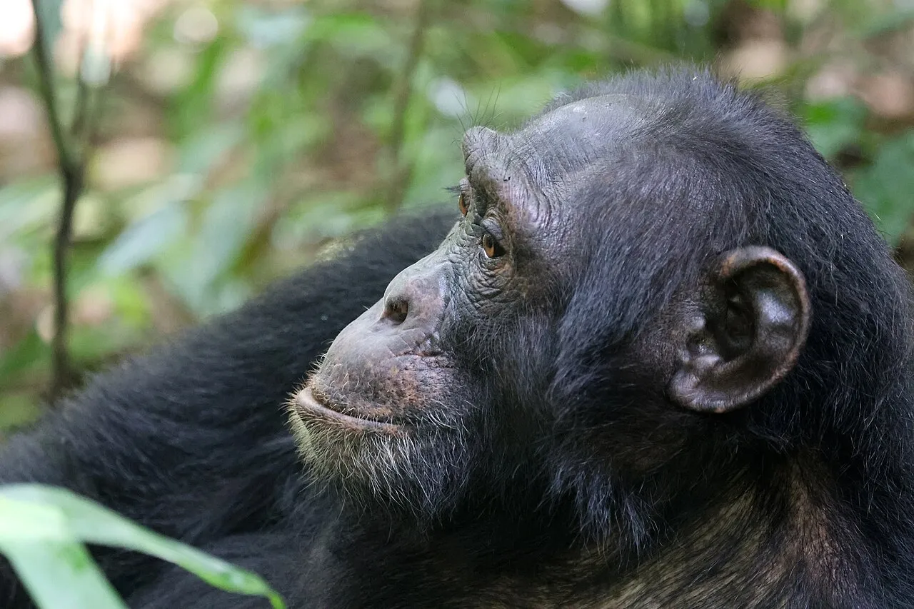 Chimpanzee, Uganda