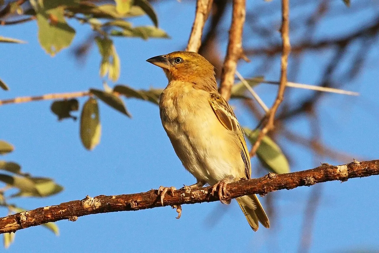 Northern masked weaver ( Ploceus taeniopterus ), sub-adult, Lake Baringo, Kenya