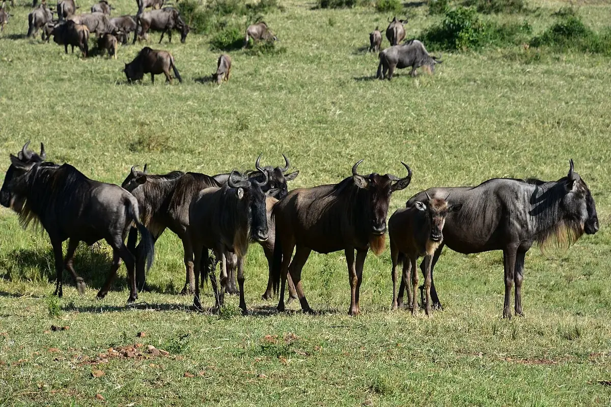 Wildebeest on the Great Migration in the northern Serengeti (2)