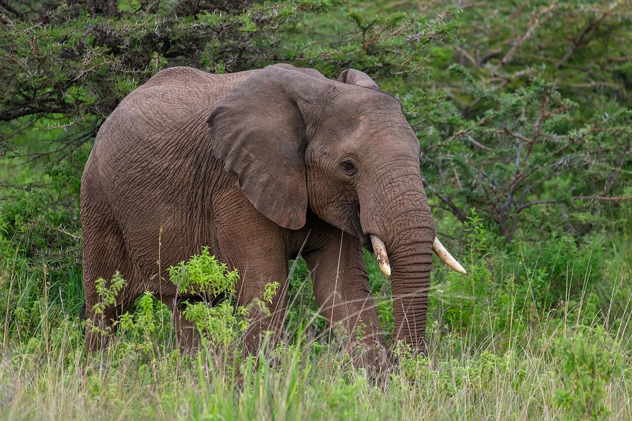 African bush elephant ( Loxodonta africana ), Amboseli National Park, Kenya