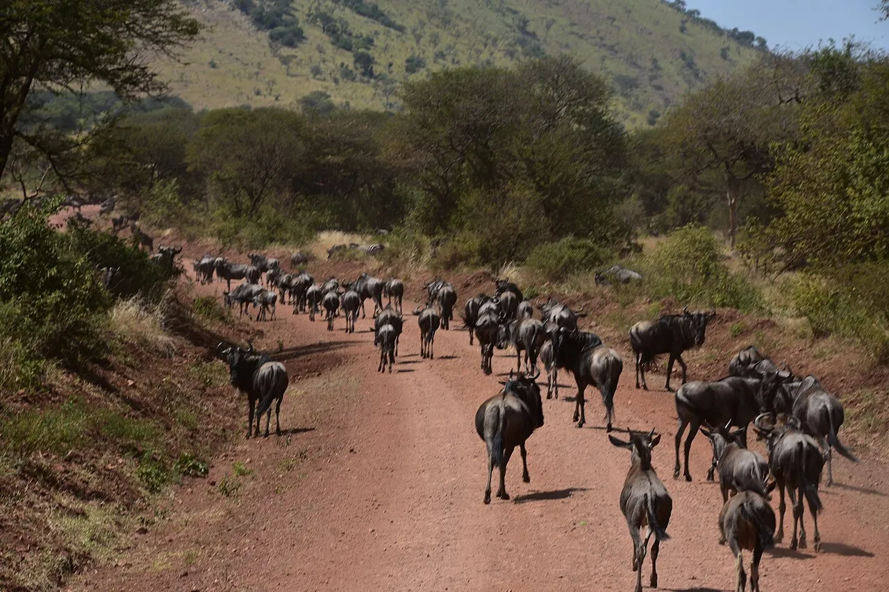 Serengeti Migration Camp on day 3 of Serengeti Migration: Follow the Herds Across the Plains