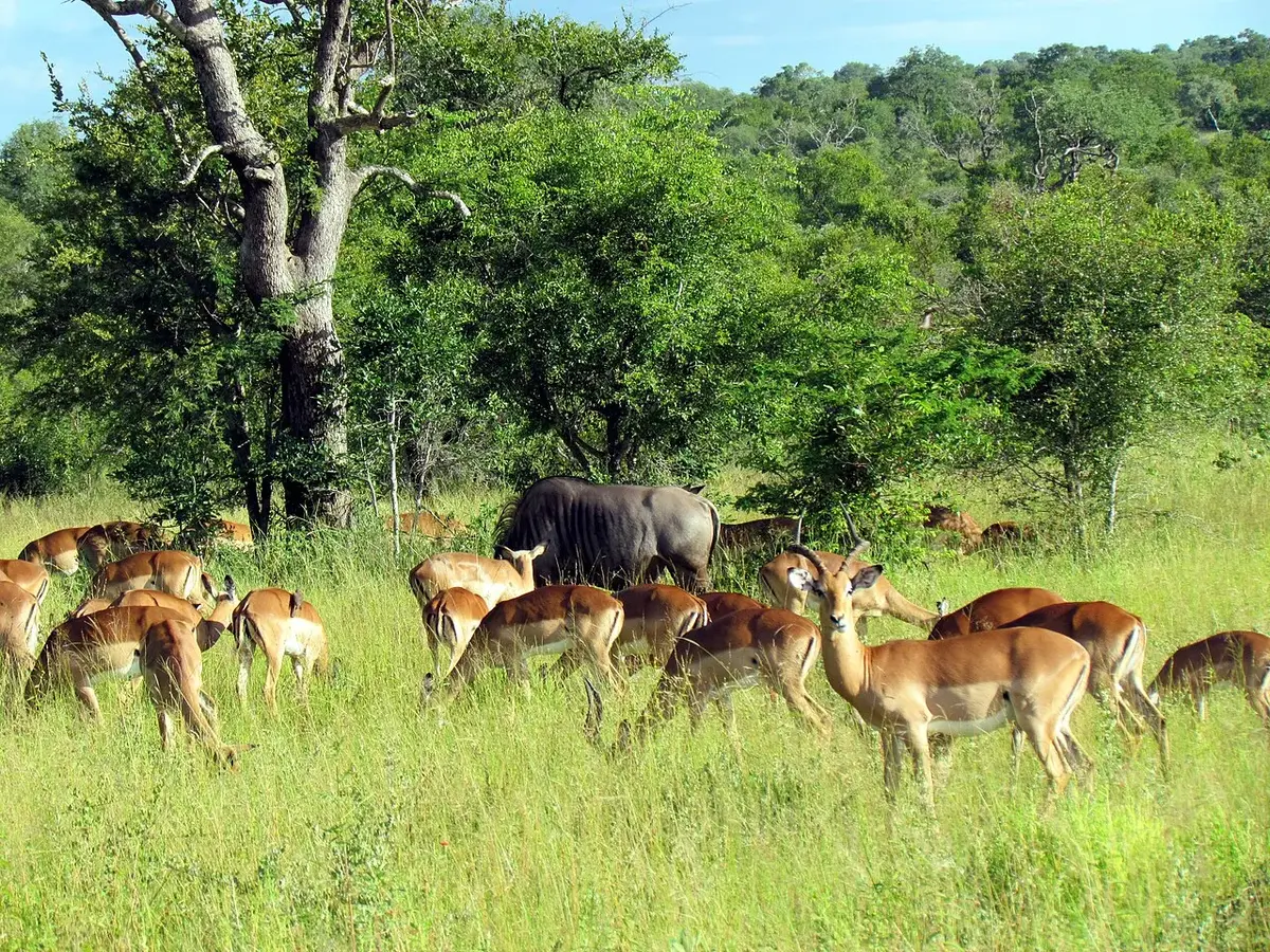 Wildlife and game drives near Karen Country Club Cottages in Nairobi National Park