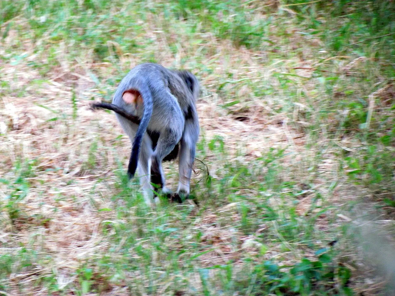 Wildlife and game drives near Fairmont The Norfolk in Nairobi National Park
