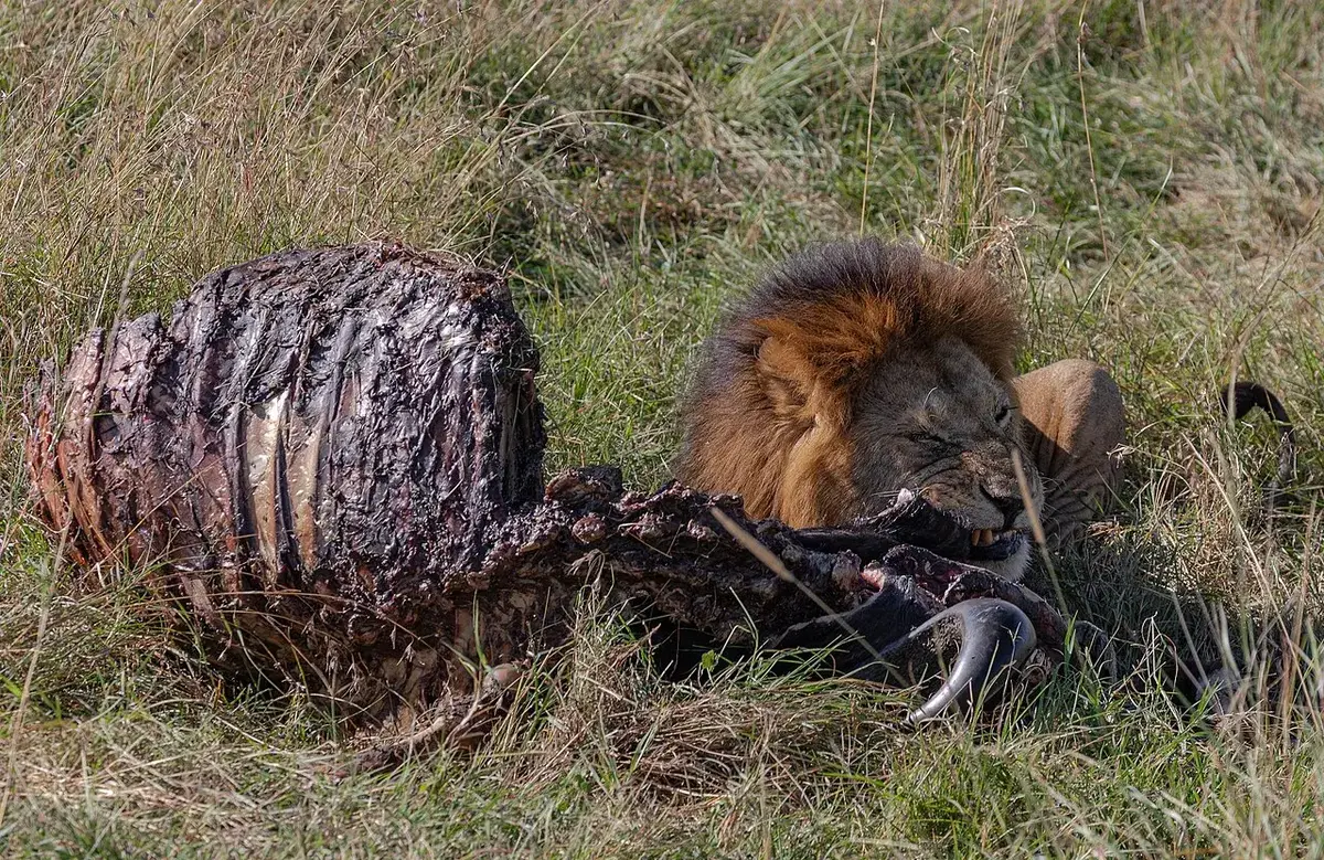 A lion eating a buffalo