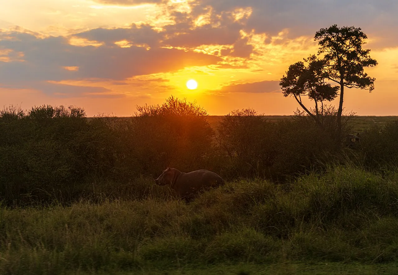 Adding a beach finish: Hippopotamus at sunset, Maasai Mara, Kenya