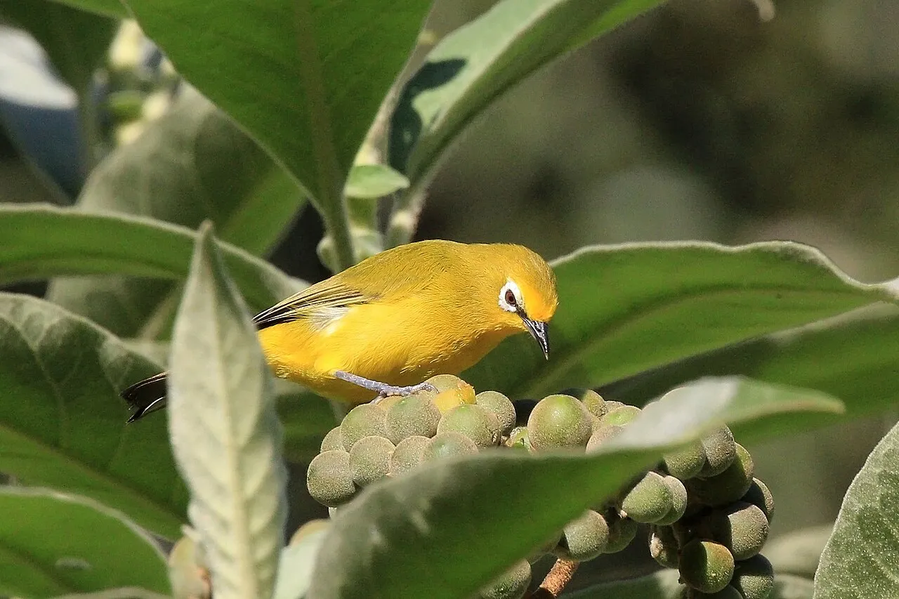 Northern Yellow White-eye ( Zosterops senegalensis jacksoni ), Kakamega Forest, Kenya