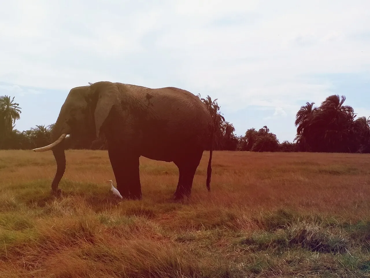 The elephant was a mother with a young offspring that had crossed the road prior. It was observing whether its calf was safe and looked cautious.