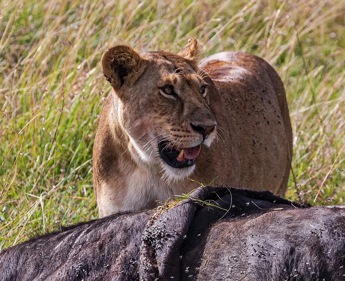Lion in Masai Mara