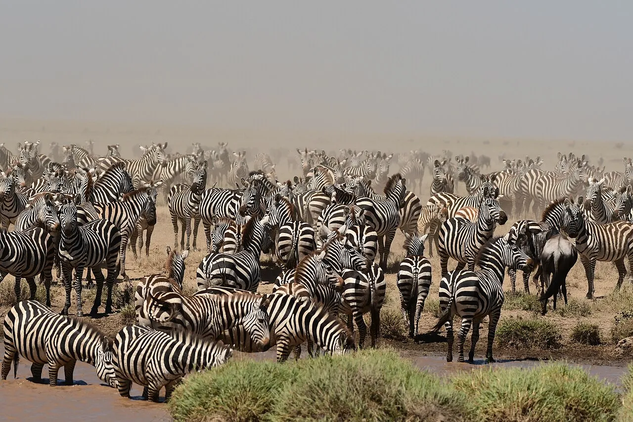 Wildebeest Migration