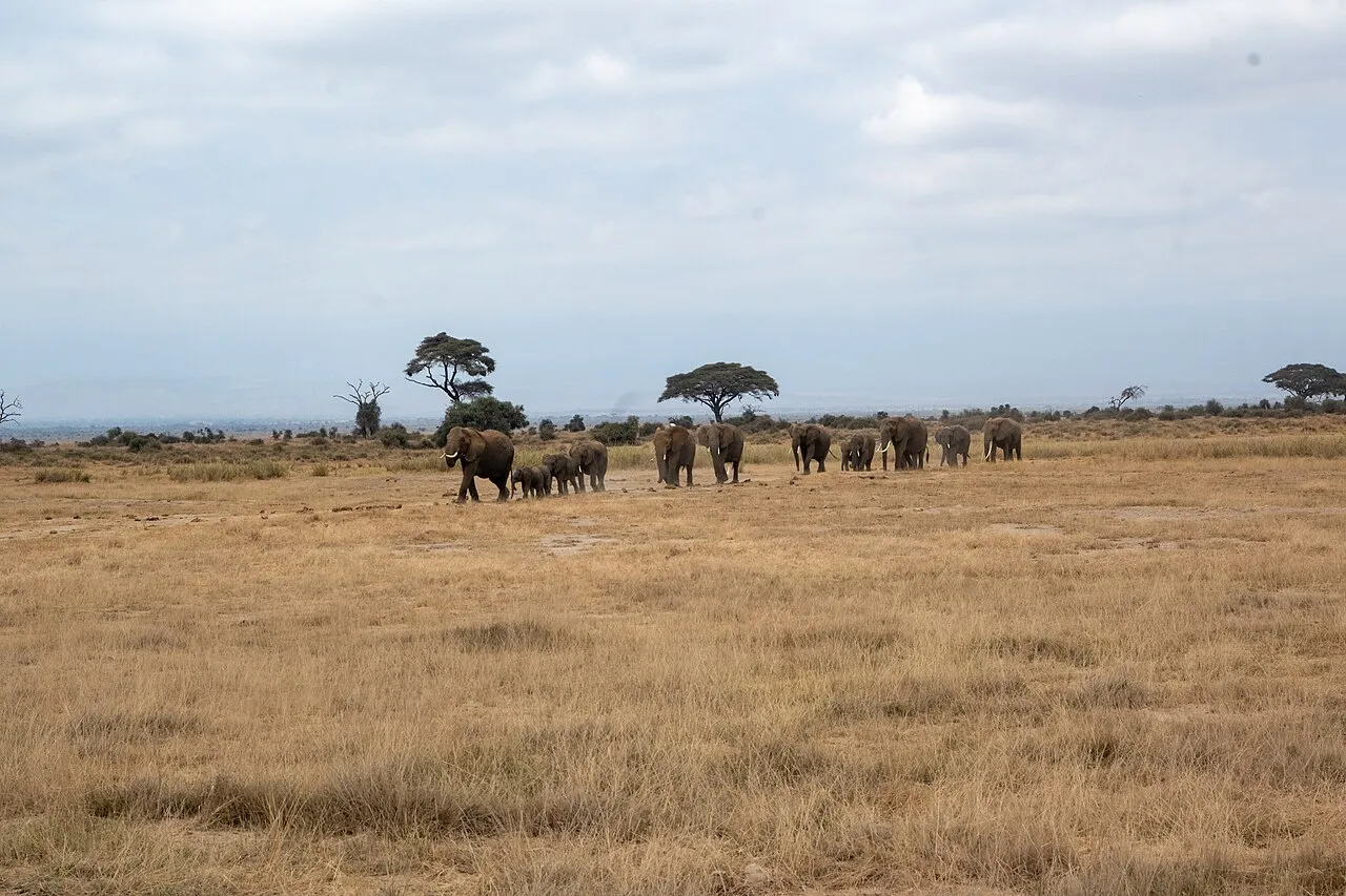 Herd of African elephants crossing a path in Amboseli. Amboseli National Park, Kajiado County, Kenya.