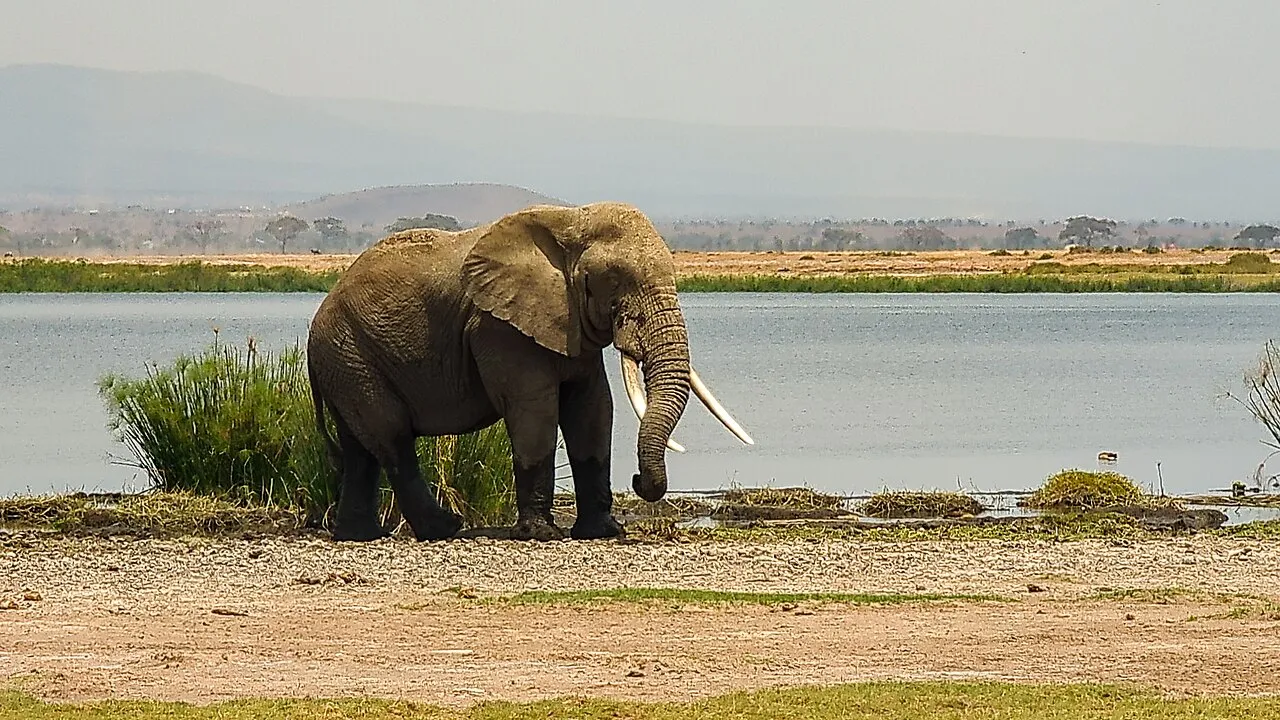A large adult African elephant, with its characteristic wrinkled gray skin and long ivory fenders, stands near the edge of a wetland. The low vegetation of Amboseli National Park spreads out all around.
