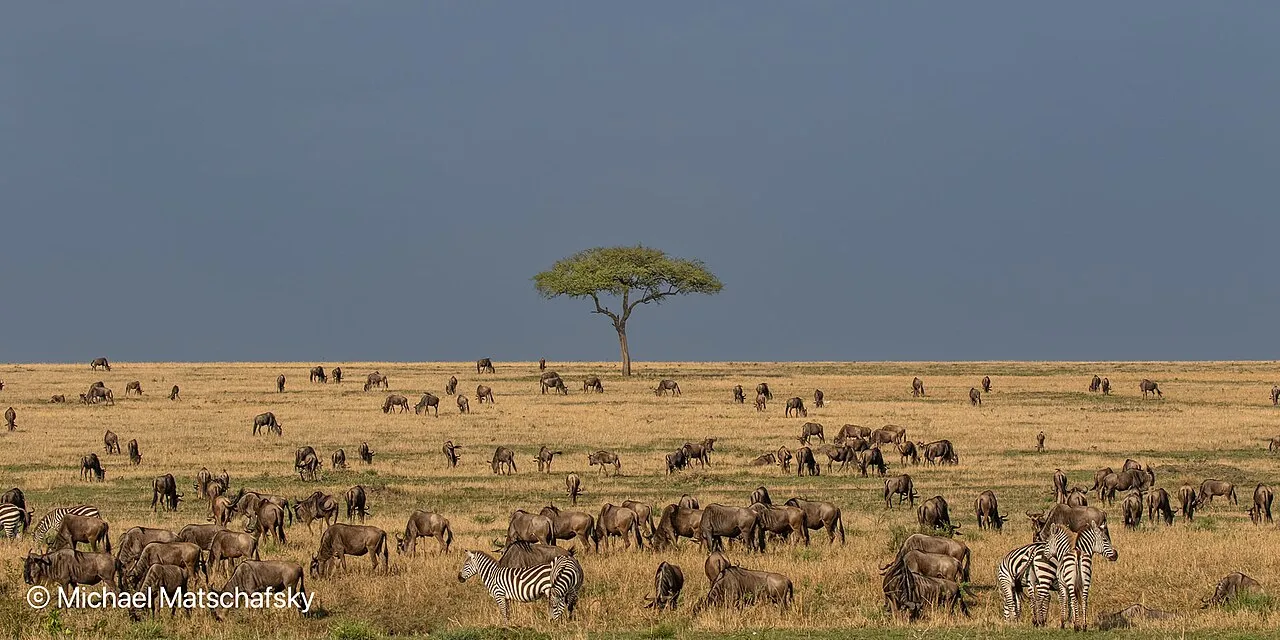 wildebeest migration in the serengeti national park on tanzania safari trip arranged by otto safari guide