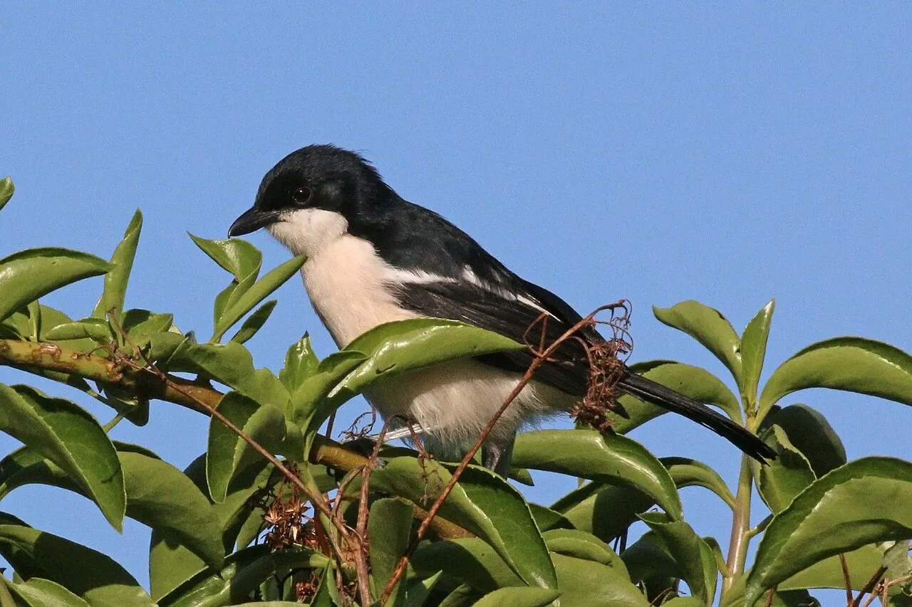 Tropical boubou ( Laniarius major ambiguus ), Soysambu Conservancy, Kenya