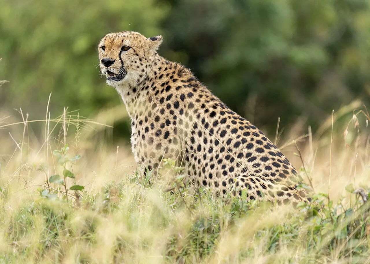 A sunny afternoon during the long rains at Maasai Mara. Apil 2022.