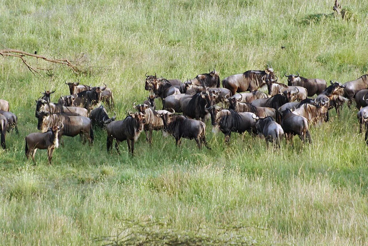 Wildebeest and the Great Migration