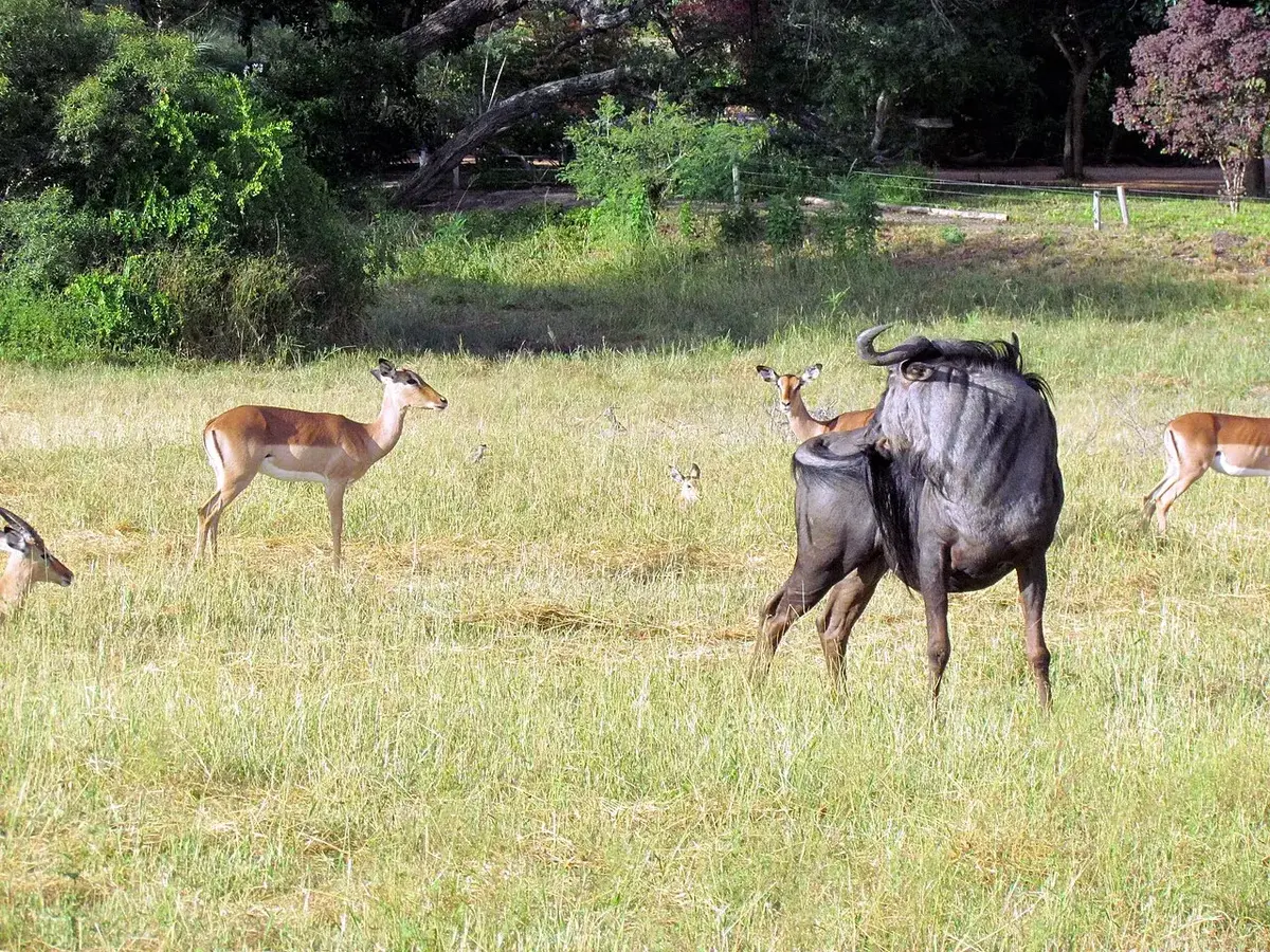 Wildlife and game drives near Mweya Safari Lodge in Queen Elizabeth National Park