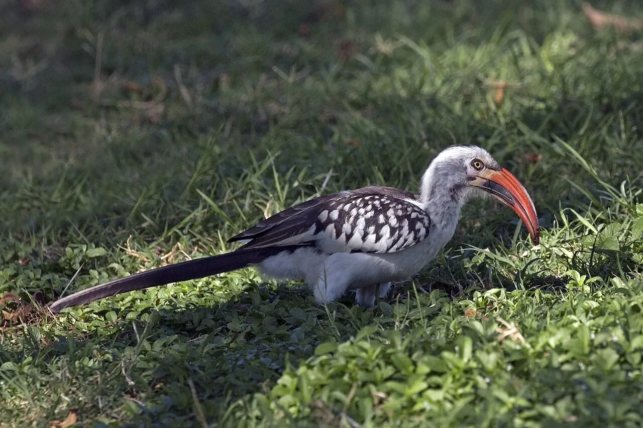 Red-billed hornbill ( Tockus erythrorhynchus ) male, Lake Baringo, Kenya