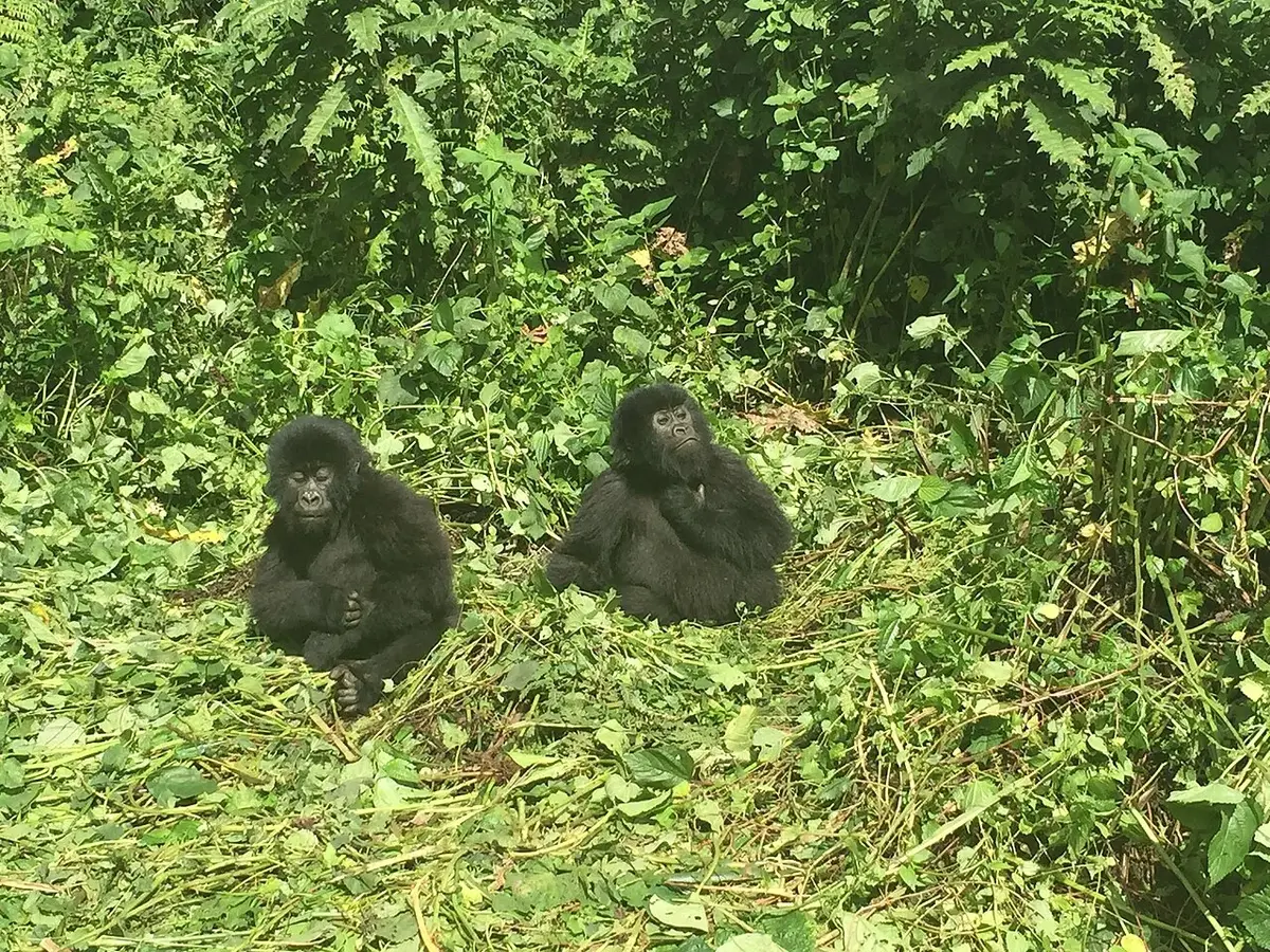 Combining with gorillas: Goma, Nord Kivu, RD Congo - Deux bébés gorilles de montagne orphelins sauvés des braconniers dans le Parc national des Virunga. (22025406339)