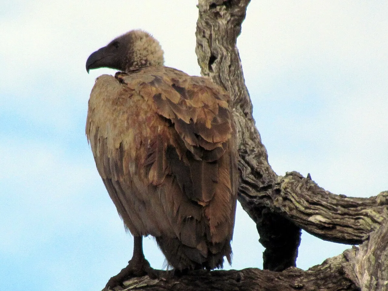 Wildlife and game drives near Kifaru House in Lewa Wildlife Conservancy
