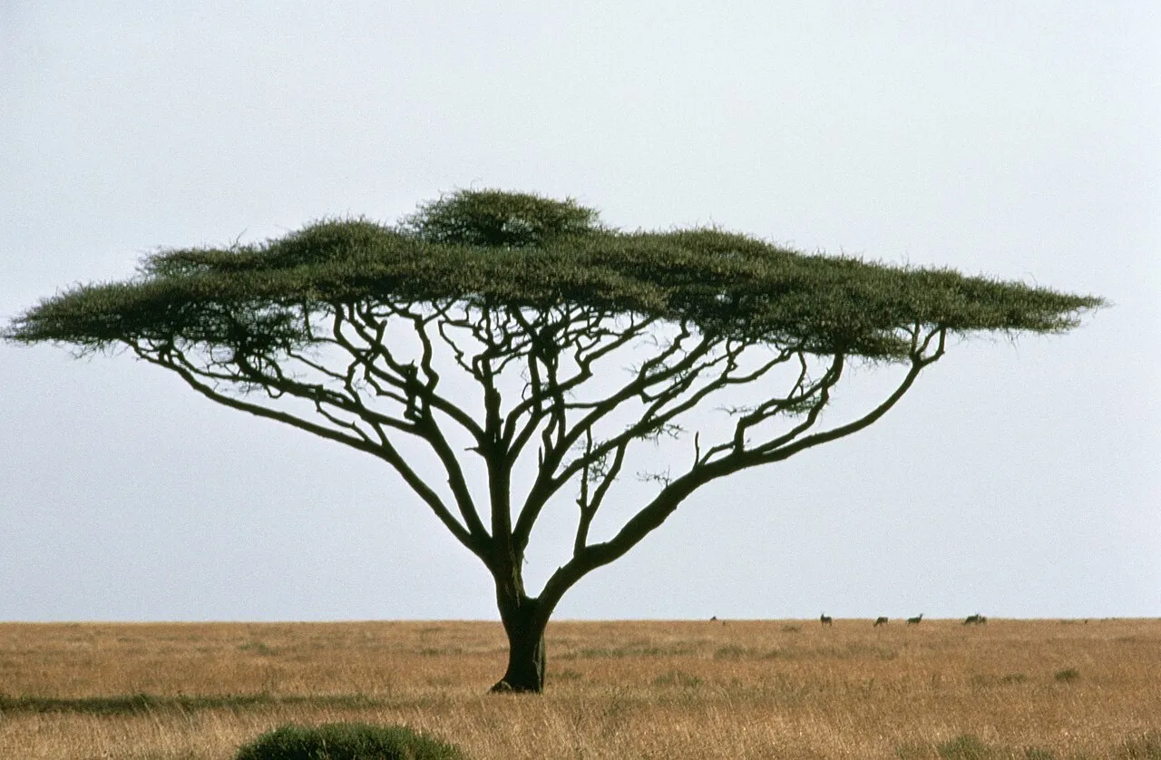 Note: Some of the following information may have arrived from the agency cut off or incomplete. Alternative Title: Acacia tortillis. Creator: Stolz, Gary M. Description: Landscapes; Tree; Tanzania International. Descriptive Note: Umbrella Thorn Acacia is one of the most recognizable trees of the African savanna. It grows in sand dunes and rocky grounds of Africa's grasslands. Acacia's grow in areas with annual rainfall as low as 4 cm. This tree can survive in 122┬░ F temperatures. Subjects: Scen