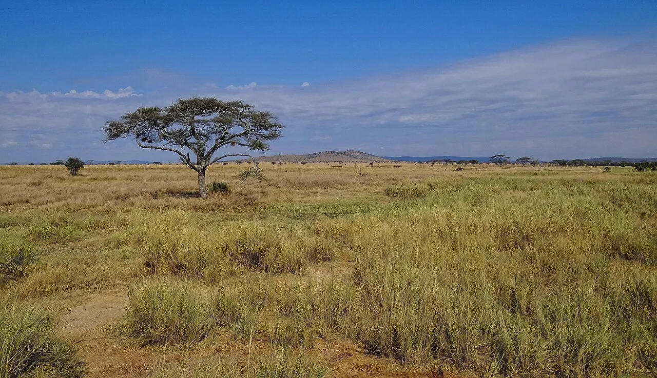 A fairly typical example of the scenery in Serengeti National Park in western Tanzania. The plains are wide and full of grass, with trees, mainly acacias, dotted around the landscape.