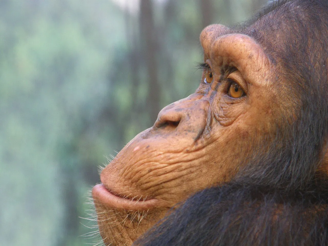 Chimpanzee, Beauval Zoo, Saint-Aignan, Loir-et-Cher, France