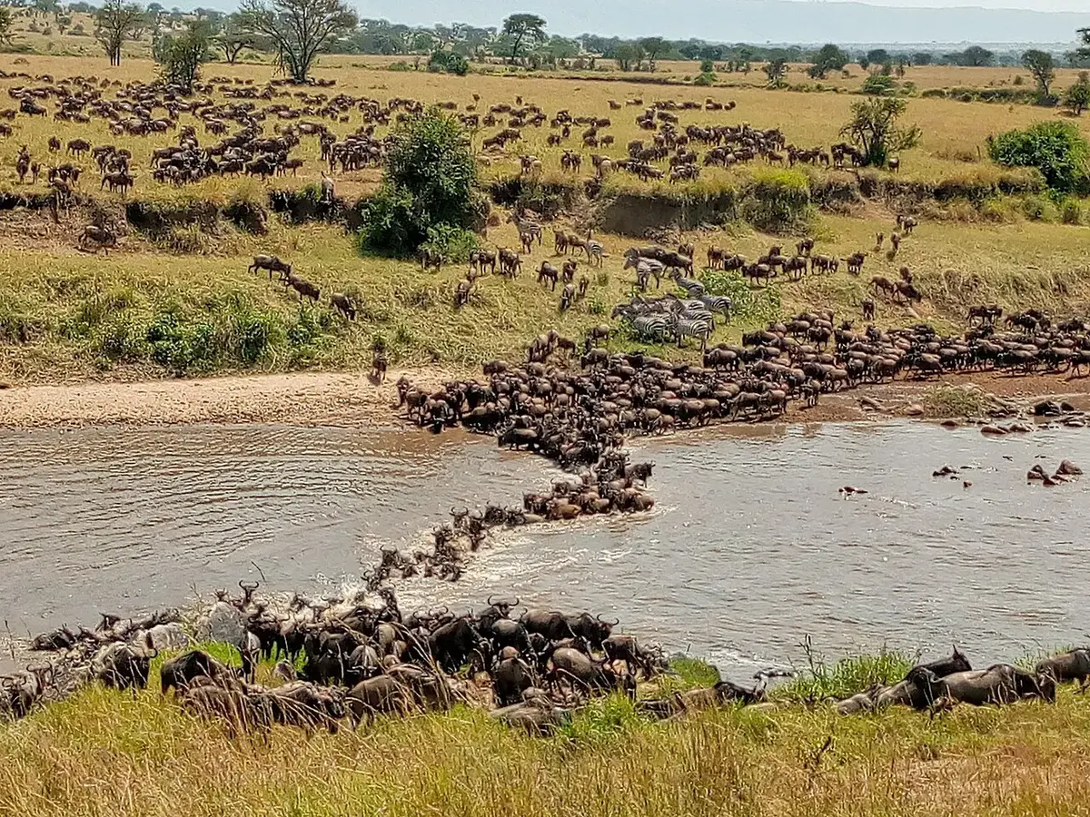 Kenya and Tanzania combined safari