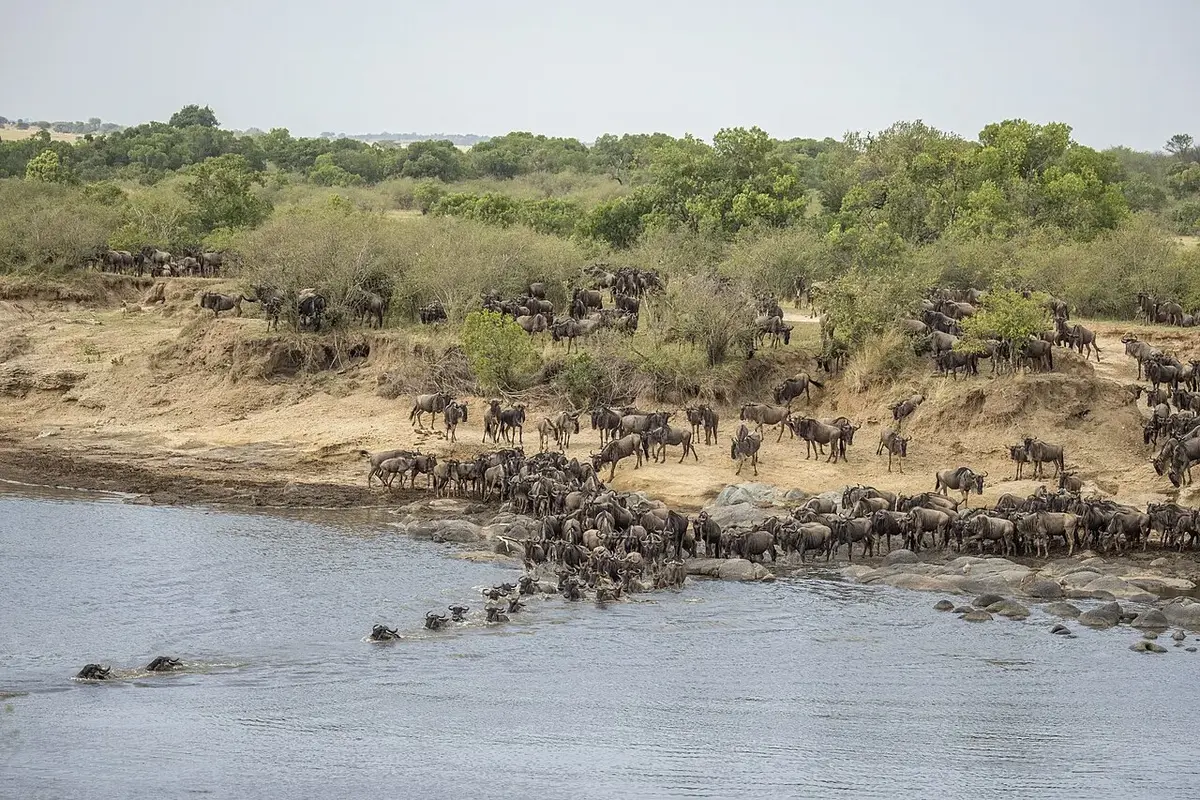 Maasai Mara National Reserve on day 9 of Maasai Mara & Rwanda: Big Cat Plains to Gorilla Forests