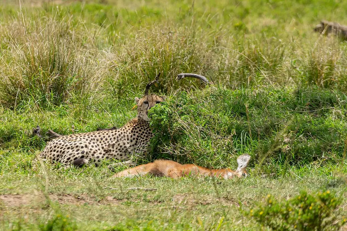 A cheetah with its prey