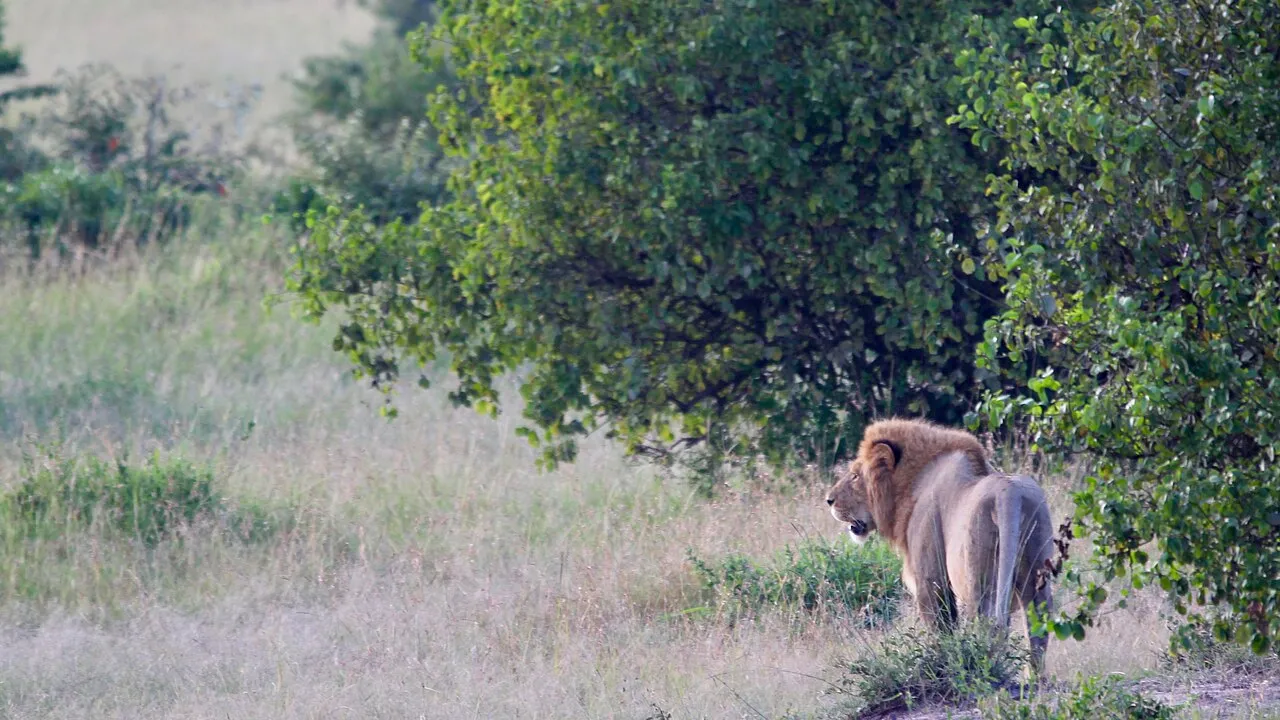 Male lions at dawn at the Maasai Mara. Kenya, June 2018.
