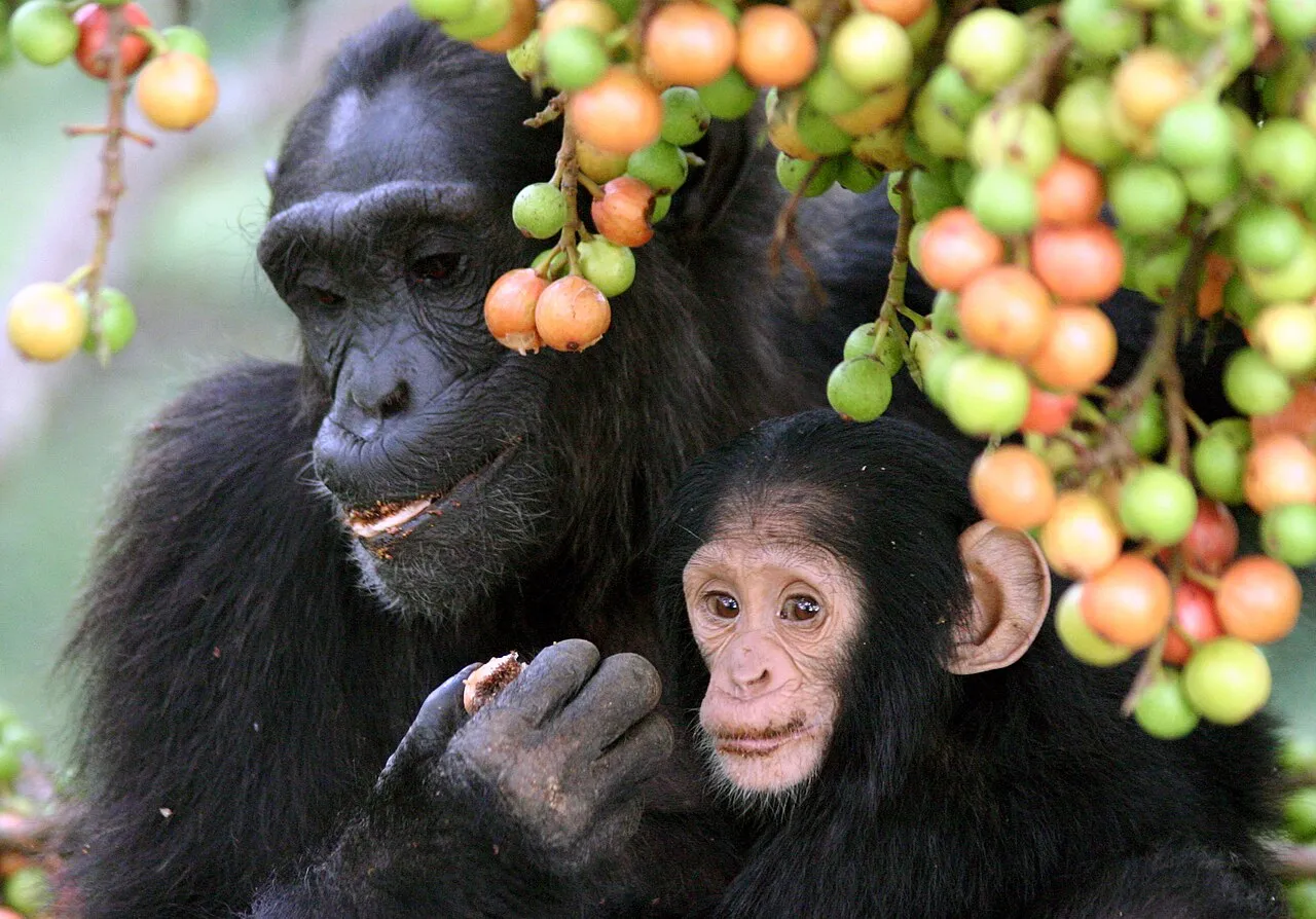 “Adult female-infant wild chimpanzees feeding on Ficus sur fruits in Kibale National Park, Uganda. The infant was one-year old, and he was still breast feeding. However, he has been seen to taste the flesh of red (very ripe) fruits. The picture was taken during my postdoctoral fellowship at Harvard University, during which I studied the relationship between contest competition and the nutritional quality of wild fruits. I made the very first detailed study on chimpanzees’ nutritional ecology wit
