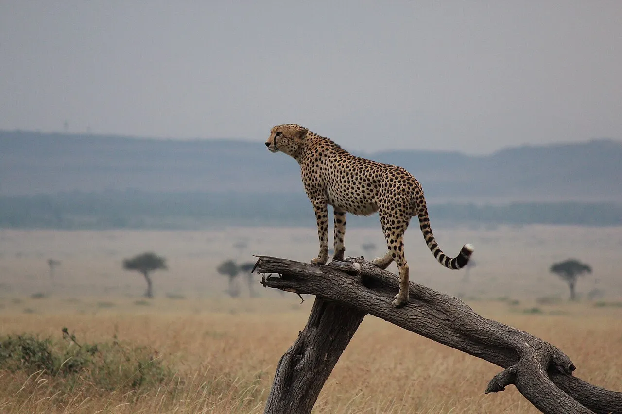 Cheetah (Acinonyx jubatus) in Maasai Mara National Reserve, Kenya.