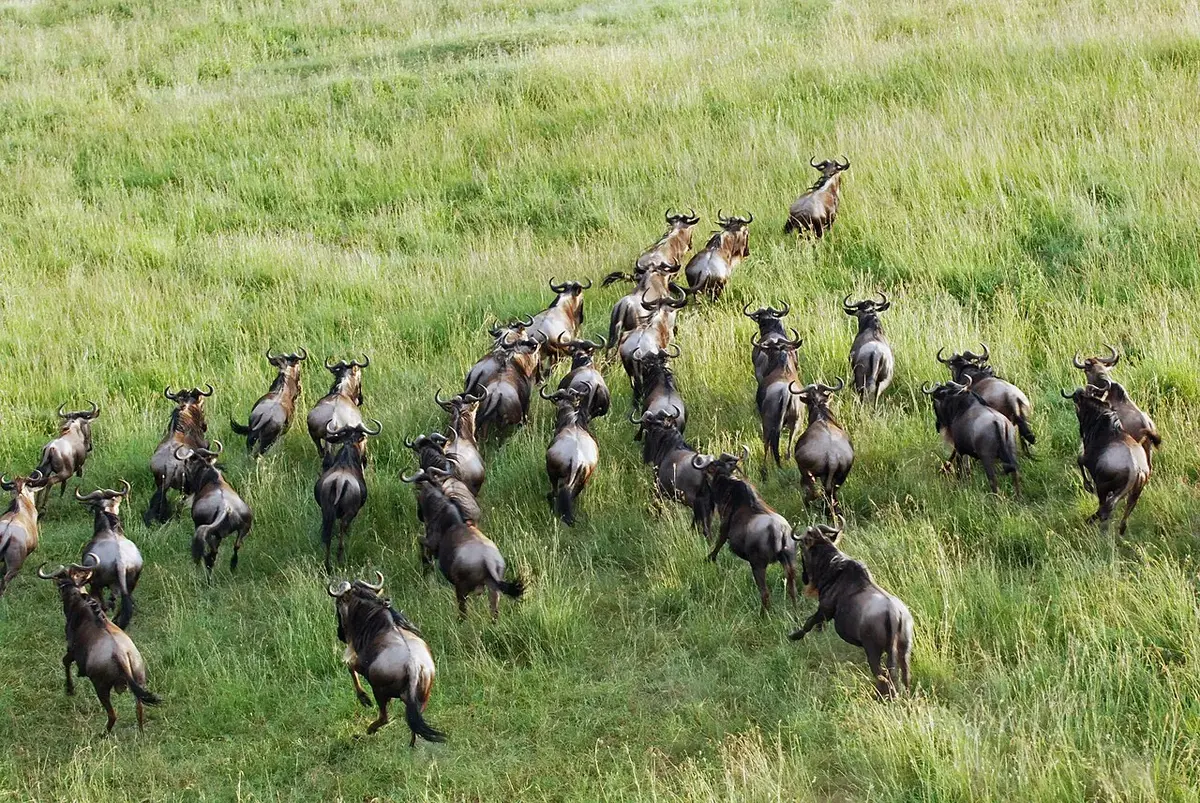 Wildebeest and the Great Migration
