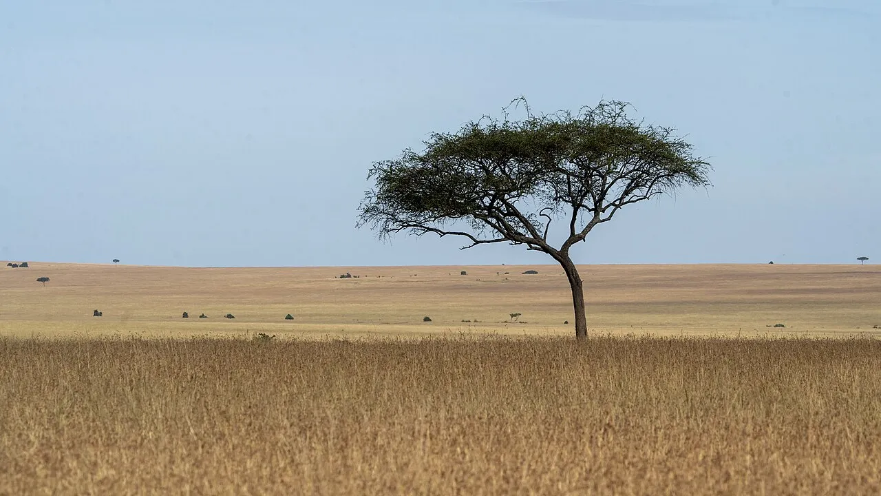 Morning at Maasai Mara during the long rains. Kenya, April 2022.