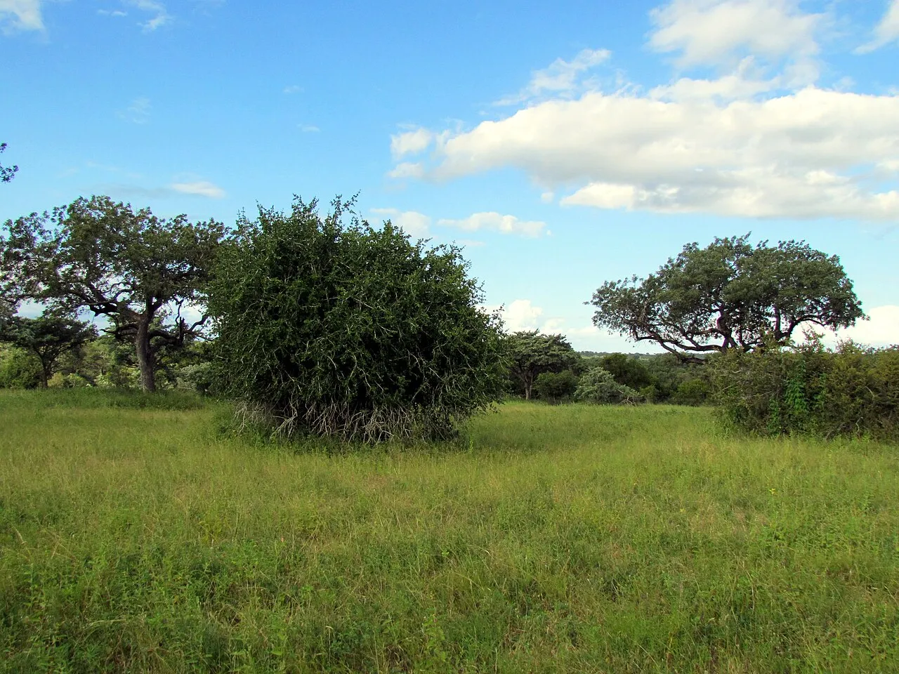 Wildlife and game drives near Karen Country Club Cottages in Nairobi National Park