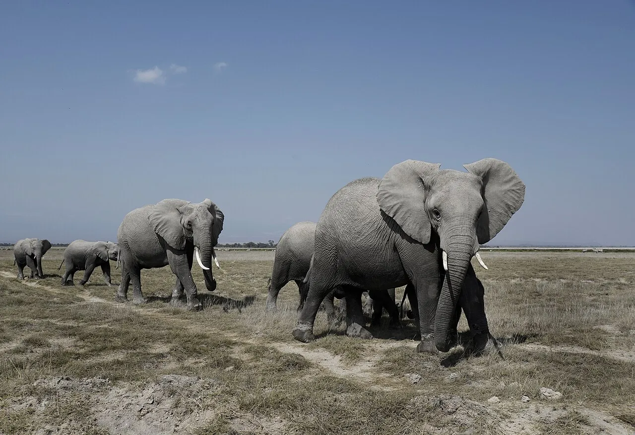 Wildlife and game drives near Amboseli Serena Safari Lodge in Amboseli