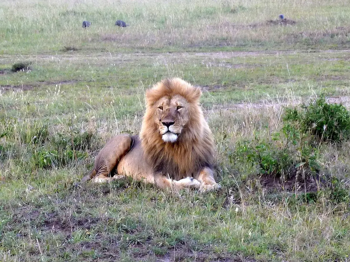 Lion. Maasai Mara National Park