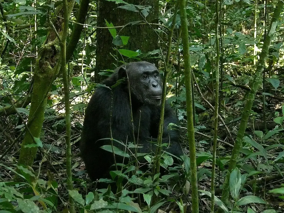 Kibale Forest NP, UGANDA