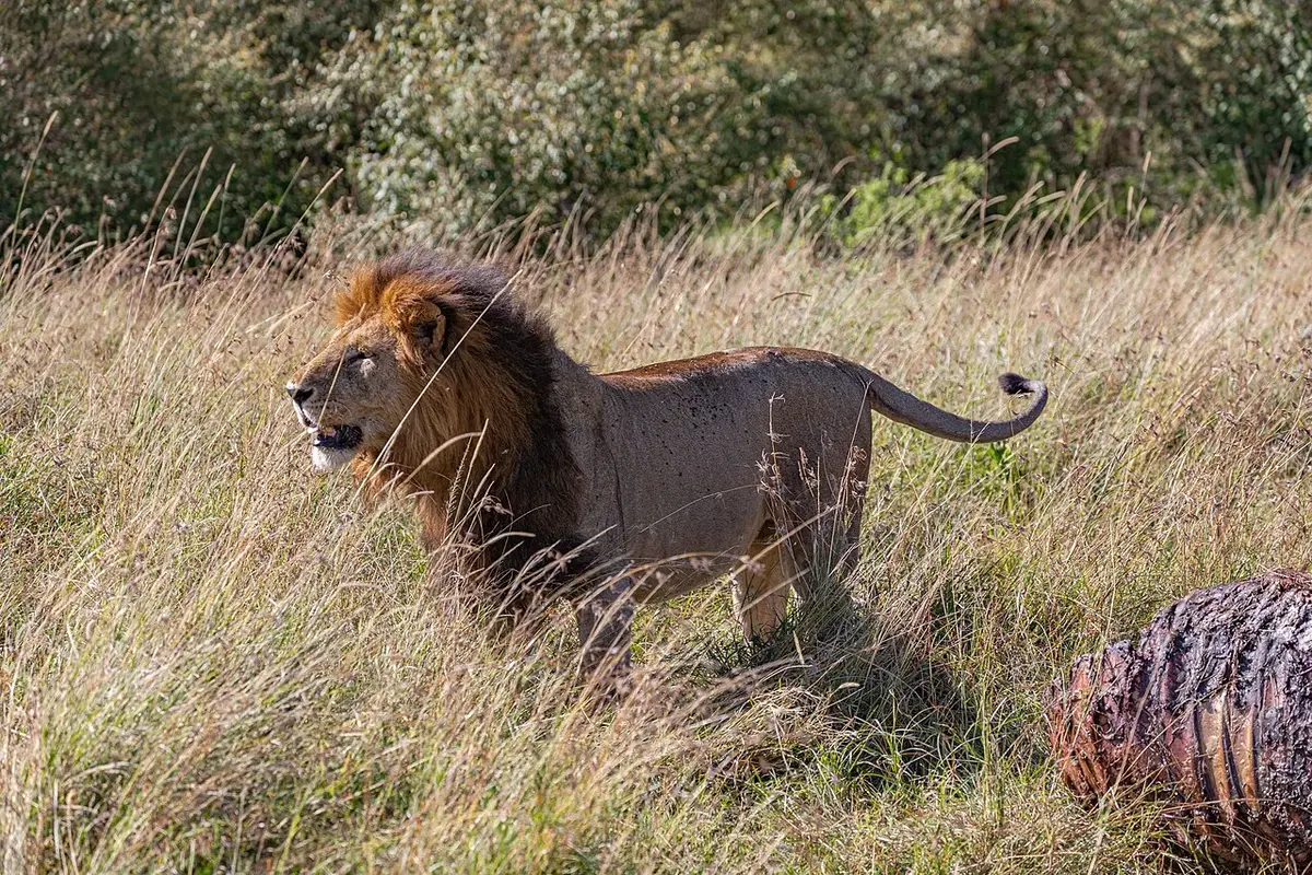 A lion with his victim, buffalo